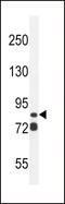 ArfGAP With SH3 Domain, Ankyrin Repeat And PH Domain 3 antibody, LS-C156529, Lifespan Biosciences, Western Blot image 