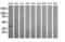 Mitogen-Activated Protein Kinase Kinase 3 antibody, LS-C174545, Lifespan Biosciences, Western Blot image 