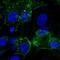 Surfactant Protein A1 antibody, NBP1-85226, Novus Biologicals, Immunofluorescence image 