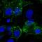 SP-A antibody, NBP1-85226, Novus Biologicals, Immunofluorescence image 