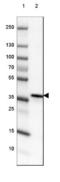 Developmental Pluripotency Associated 4 antibody, NBP2-48633, Novus Biologicals, Western Blot image 