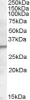 Peptidoglycan Recognition Protein 1 antibody, MBS421952, MyBioSource, Western Blot image 