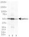 RAD51 Paralog B antibody, MA5-24771, Invitrogen Antibodies, Western Blot image 