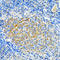 Sirtuin 2 antibody, STJ25534, St John