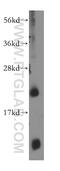 Scm Polycomb Group Protein Like 1 antibody, 15093-1-AP, Proteintech Group, Western Blot image 