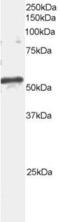 ADP Ribosylation Factor GTPase Activating Protein 3 antibody, PA5-17979, Invitrogen Antibodies, Western Blot image 