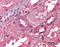 ALB antibody, ARP41745_P050, Aviva Systems Biology, Immunohistochemistry frozen image 