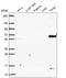 Phosphoglucomutase 5 antibody, HPA067102, Atlas Antibodies, Western Blot image 