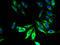 Phospholipid Phosphatase Related 2 antibody, A57489-100, Epigentek, Immunofluorescence image 