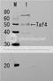 TAF4-like protein antibody, 62-012, BioAcademia Inc, Western Blot image 