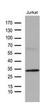 GTP Cyclohydrolase 1 antibody, MA5-27277, Invitrogen Antibodies, Western Blot image 