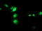 SEC14 Like Lipid Binding 2 antibody, M06211, Boster Biological Technology, Immunofluorescence image 