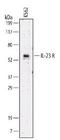 Interleukin 23 Receptor antibody, LS-C37068, Lifespan Biosciences, Western Blot image 