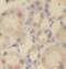 IST1 Factor Associated With ESCRT-III antibody, FNab03874, FineTest, Immunohistochemistry frozen image 