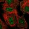 THAP Domain Containing 8 antibody, NBP2-55908, Novus Biologicals, Immunofluorescence image 