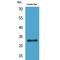 Fibroblast Growth Factor 5 antibody, LS-C386953, Lifespan Biosciences, Western Blot image 