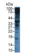 Syndecan 1 antibody, LS-C314869, Lifespan Biosciences, Western Blot image 