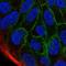 FXYD Domain Containing Ion Transport Regulator 3 antibody, NBP1-81256, Novus Biologicals, Immunofluorescence image 