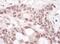 THO Complex 1 antibody, NBP1-47304, Novus Biologicals, Immunohistochemistry frozen image 