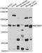 Minichromosome Maintenance Complex Binding Protein antibody, LS-C749158, Lifespan Biosciences, Western Blot image 