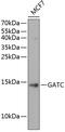 Glutamyl-TRNA Amidotransferase Subunit C antibody, 15-406, ProSci, Western Blot image 