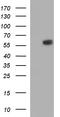 Interferon Regulatory Factor 5 antibody, TA507251S, Origene, Western Blot image 