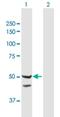 Translocase Of Inner Mitochondrial Membrane 44 antibody, H00010469-B01P, Novus Biologicals, Western Blot image 