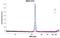 Beta-Actin antibody, NB600-501H, Novus Biologicals, Western Blot image 