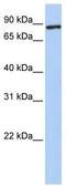 Transmembrane Protein 63A antibody, TA343815, Origene, Western Blot image 