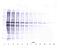 Nicotinamide Phosphoribosyltransferase antibody, 38-271, ProSci, Western Blot image 