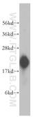 Receptor Accessory Protein 5 antibody, 14643-1-AP, Proteintech Group, Western Blot image 