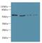 Ubiquitin Like Modifier Activating Enzyme 5 antibody, LS-C379709, Lifespan Biosciences, Western Blot image 