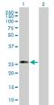 C1q And TNF Related 5 antibody, H00114902-B01P, Novus Biologicals, Western Blot image 