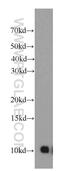 Signal Recognition Particle 9 antibody, 11195-1-AP, Proteintech Group, Western Blot image 