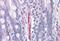 EGF Containing Fibulin Extracellular Matrix Protein 1 antibody, MBS243916, MyBioSource, Immunohistochemistry paraffin image 