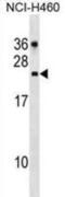 CDC42 Effector Protein 2 antibody, abx029309, Abbexa, Western Blot image 