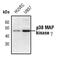 Mitogen-Activated Protein Kinase 12 antibody, PA5-17371, Invitrogen Antibodies, Western Blot image 