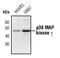 Mitogen-Activated Protein Kinase 12 antibody, PA5-17371, Invitrogen Antibodies, Western Blot image 