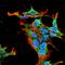 Potassium Voltage-Gated Channel Subfamily C Member 2 antibody, orb376704, Biorbyt, Immunocytochemistry image 