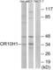 Olfactory Receptor Family 10 Subfamily H Member 1 antibody, abx015498, Abbexa, Western Blot image 