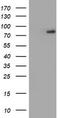 Arginyl Aminopeptidase antibody, TA504124S, Origene, Western Blot image 