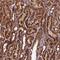 Coiled-Coil Domain Containing 8 antibody, HPA041993, Atlas Antibodies, Immunohistochemistry frozen image 