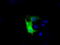 MTOR Associated Protein, Eak-7 Homolog antibody, TA501037, Origene, Immunofluorescence image 