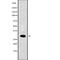 NK2 Homeobox 2 antibody, abx217185, Abbexa, Western Blot image 