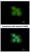 Ring Finger Protein 41 antibody, NBP2-20191, Novus Biologicals, Immunocytochemistry image 