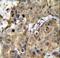 Transmembrane protein 100 antibody, LS-C161960, Lifespan Biosciences, Immunohistochemistry paraffin image 