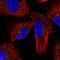 KAP2 antibody, HPA038268, Atlas Antibodies, Immunocytochemistry image 