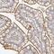 Zinc Finger Protein 789 antibody, PA5-56172, Invitrogen Antibodies, Immunohistochemistry paraffin image 