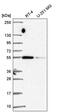 Signal recognition particle 54 kDa protein antibody, PA5-66449, Invitrogen Antibodies, Western Blot image 