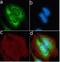 TIMP Metallopeptidase Inhibitor 4 antibody, 701317, Invitrogen Antibodies, Immunofluorescence image 